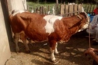 ¨Idući tjedan počinje cijepljenje goveda!¨ ¨Idući tjedan počinje cijepljenje goveda!¨