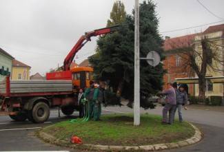 Pakrac dobio božićnu jelku, ukrašavanje sljedećeg tjedna Pakrac dobio božićnu jelku, ukrašavanje sljedećeg tjedna