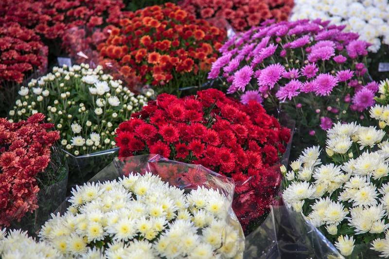 Ususret blagdanu Svih svetih-u pet godina udvostručen uvoz cvijeća