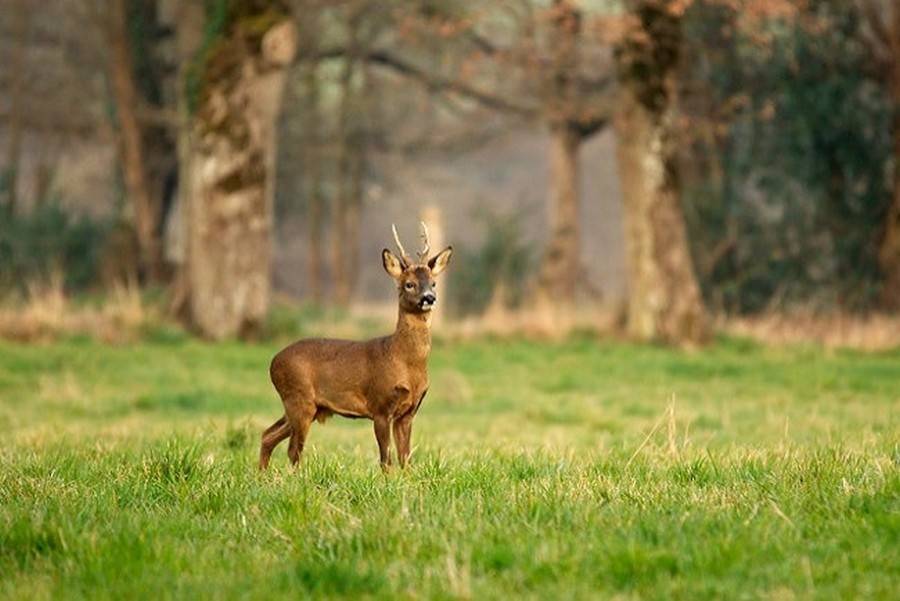 Uskoro nova polica osiguranja za štete od divljači koja uključuje i poljoprivredne usjeve