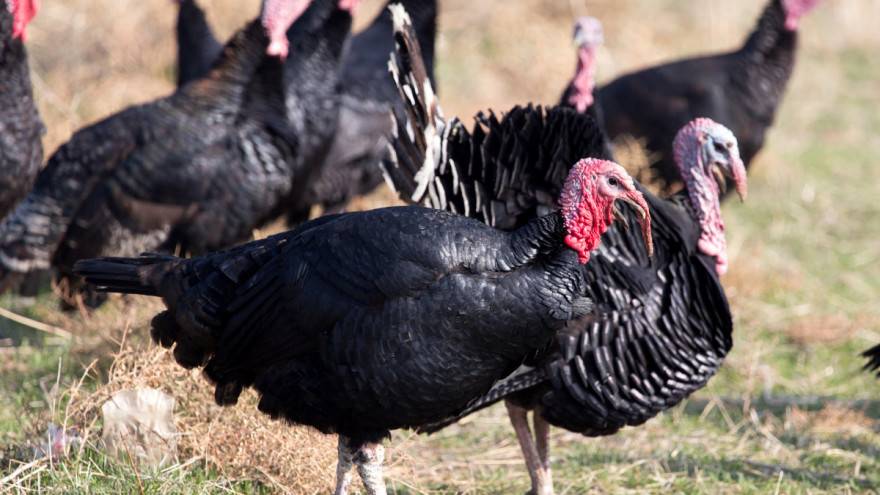 U tijeku je eutanazija purana, zbog potvrđene ptičje gripe osnovan krizni stožer
