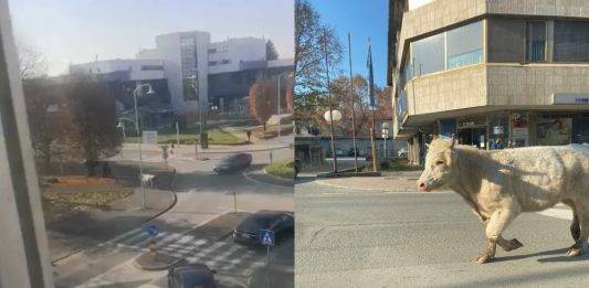  Potraga za odbjeglim bikom i dalje u tijeku