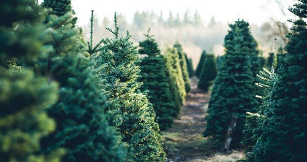 HGK pozvao građane da kupuju hrvatska božićna drvca
