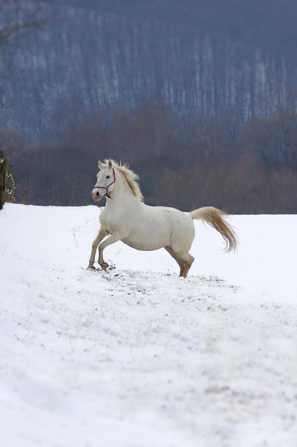 Evo što zimi rade lipicanci na ergeli Lipik