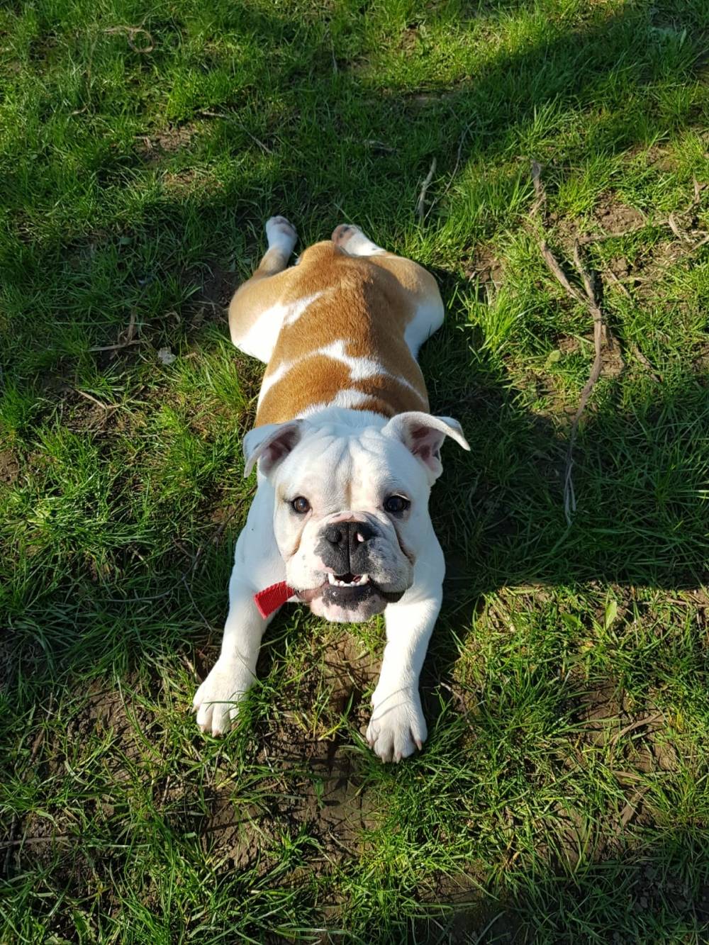 Ljetna buldogijada 27. svibnja na stadionu Slavonija u Požegi
