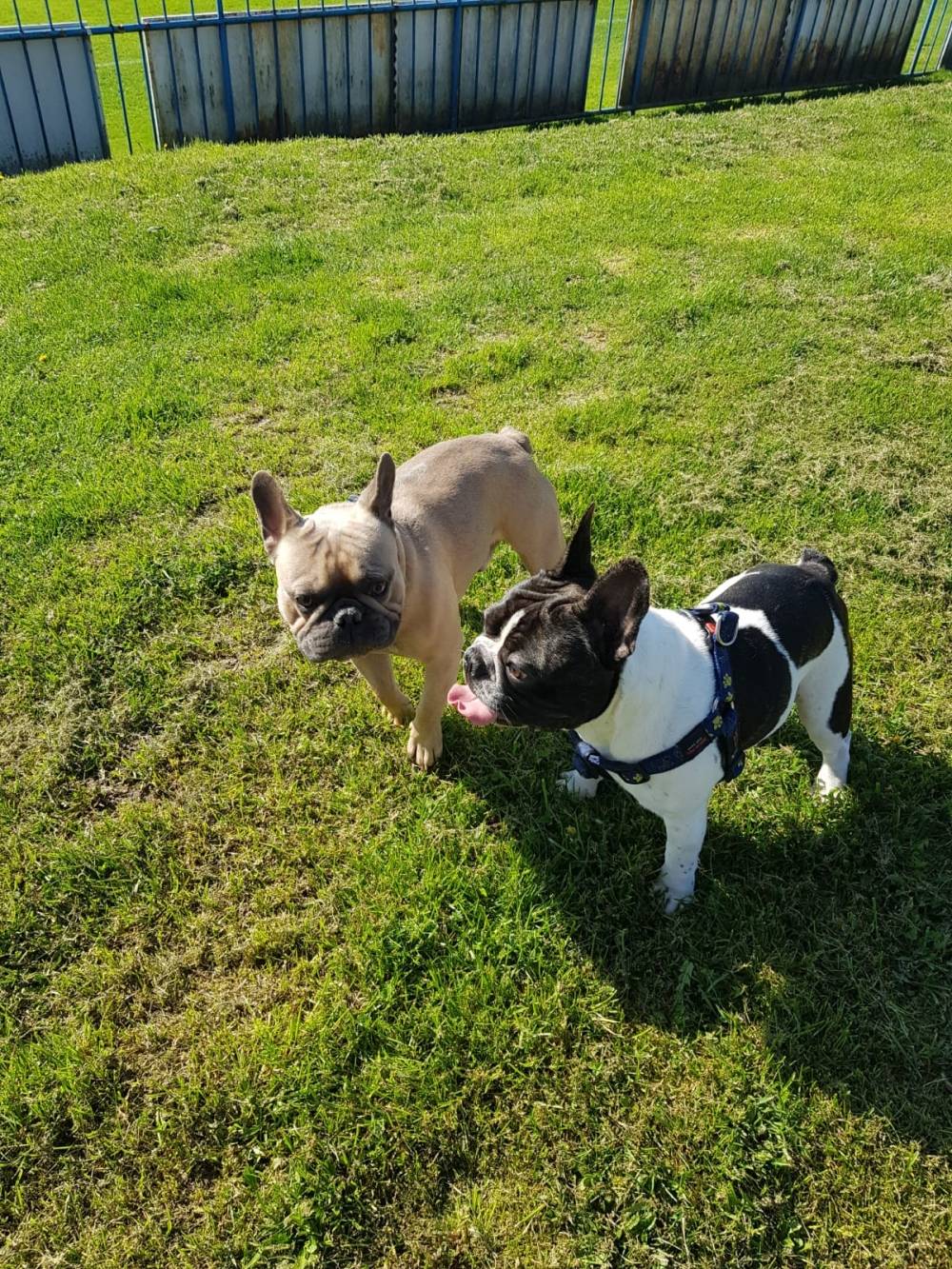 Ljetna buldogijada 27. svibnja na stadionu Slavonija u Požegi