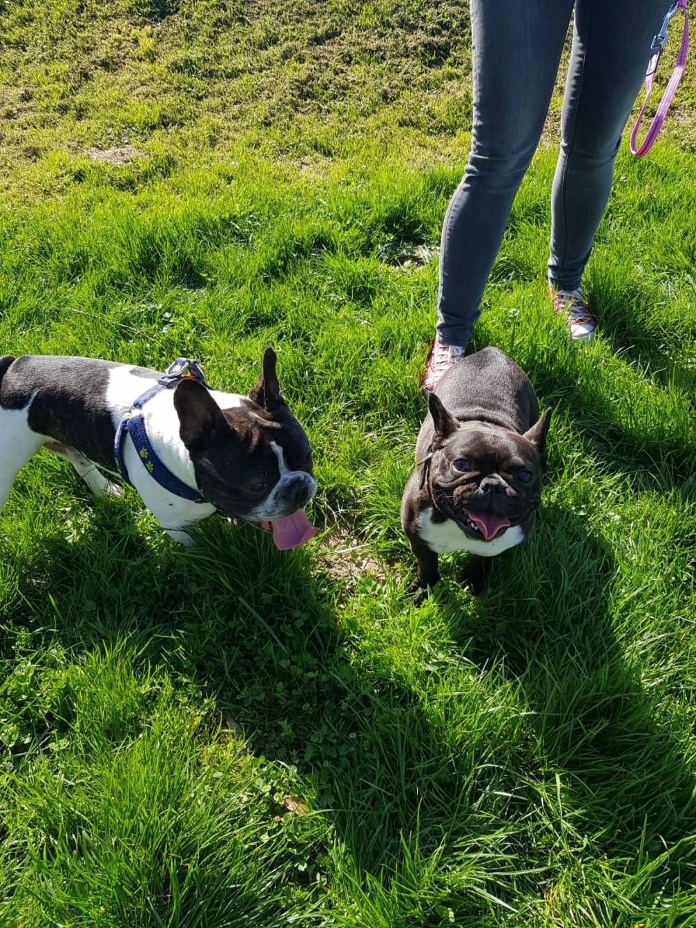 Ljetna buldogijada 27. svibnja na stadionu Slavonija u Požegi
