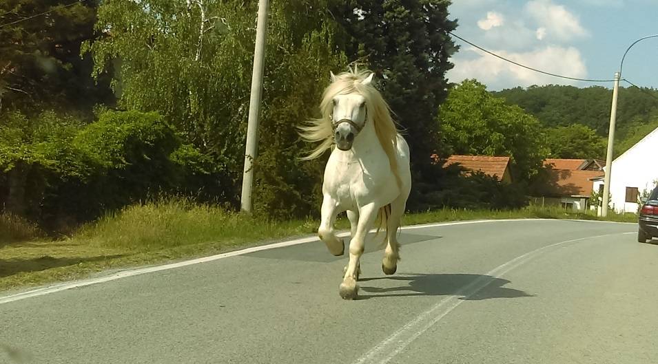 FOTKA DANA: Netko izgubio konja? 