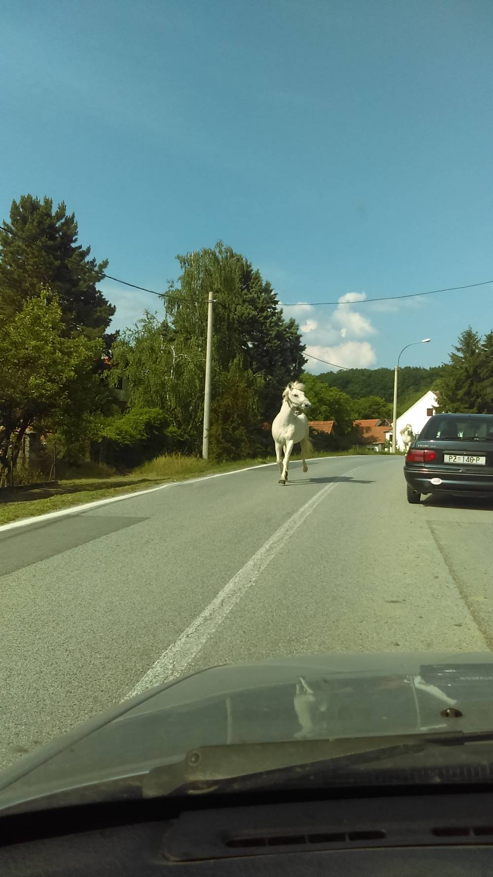 FOTKA DANA: Netko izgubio konja? 