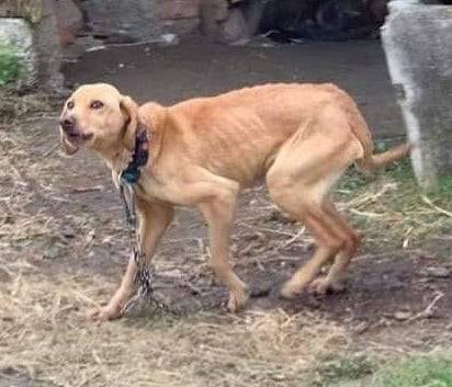 Veterinari podržali kampanju za zabranu držanja pasa na lancu