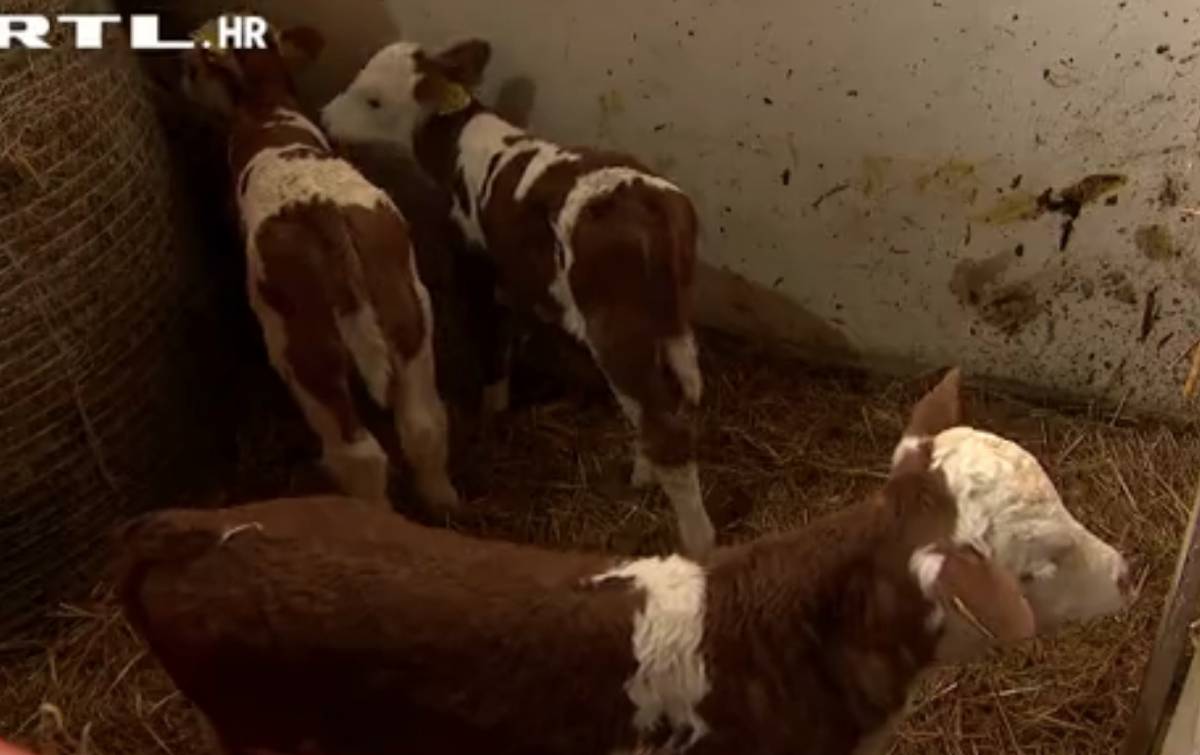 Slavonsko čudo: Krava otelila trojke!