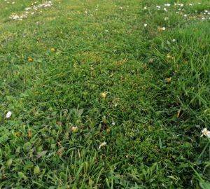 OPĆINA KAPTOL: Početak sezone košnje