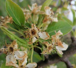 Velike štete na voćnjacima u Općini Kaptol