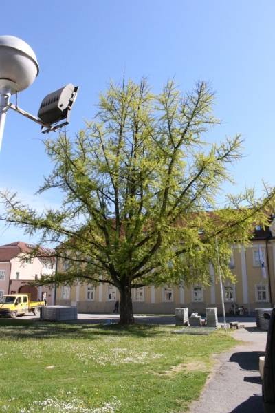 PET GODINA OD REKONSTRUKCIJE: Prisjetite se kako je prije izgledao Trg sv. Terezije