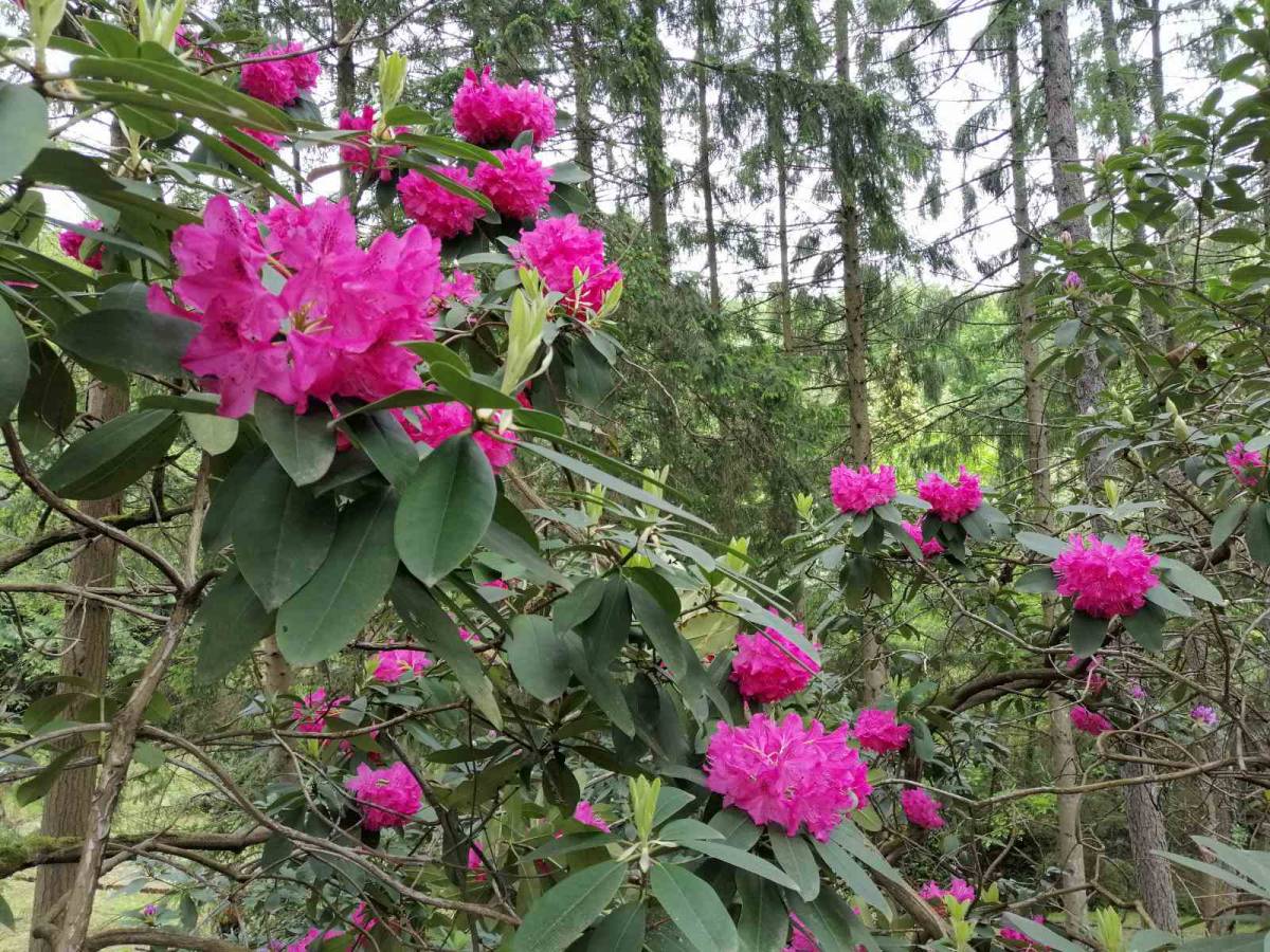 Proljetni izlet HPD ʺSokolovacʺ na Rupnicu i Arboretum ʺLisičineʺ