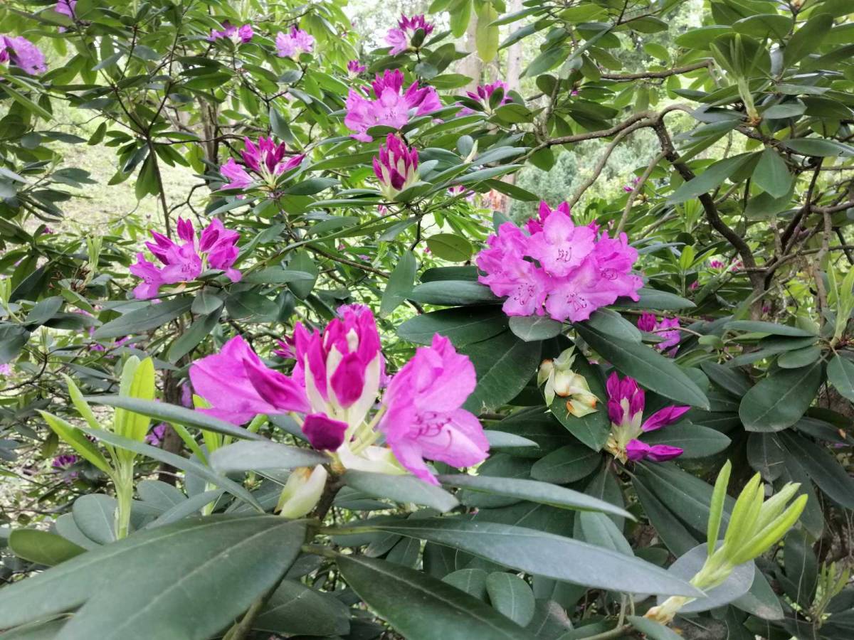 Proljetni izlet HPD ʺSokolovacʺ na Rupnicu i Arboretum ʺLisičineʺ