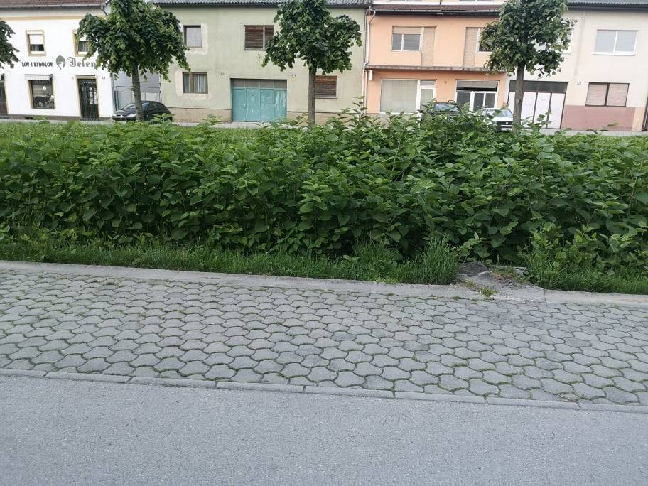 RASTE TRAVA ZELENA: Džungla u srcu Požege