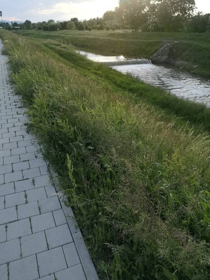 RASTE TRAVA ZELENA: Džungla u srcu Požege