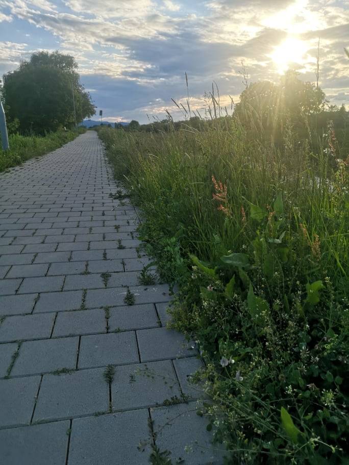 RASTE TRAVA ZELENA: Džungla u srcu Požege