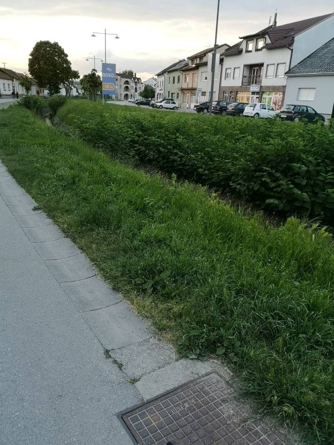 RASTE TRAVA ZELENA: Džungla u srcu Požege