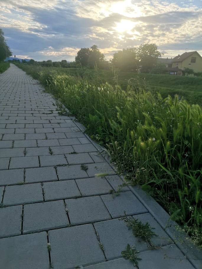 RASTE TRAVA ZELENA: Džungla u srcu Požege