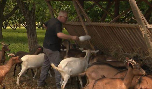 Ovaj se bračni par preselio iz grada na selo pod Papukom gdje proizvode najfiniji, potpuno prirodni kozji sir