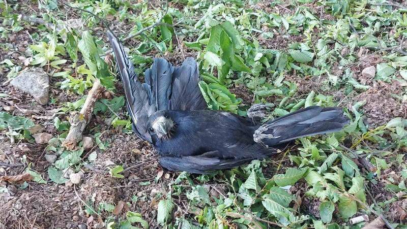 UŽAS U ZVEČEVAČKOM PARKU: Vrane leže žive polomljene 