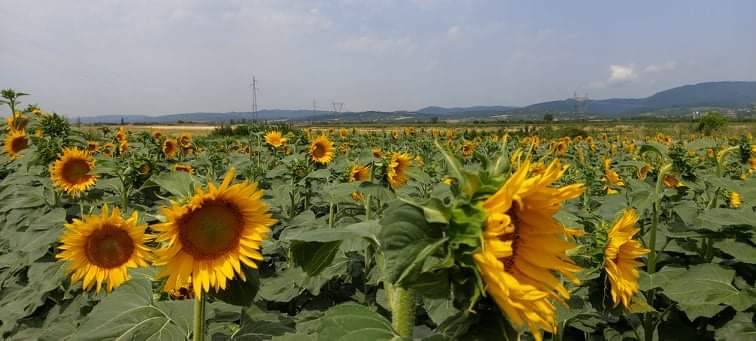 Prijeti li nam svima glad zbog rata?