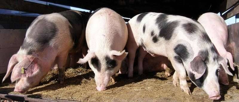 Europom se širi svinjska kuga, Hrvatska uvodi dodatne mjere