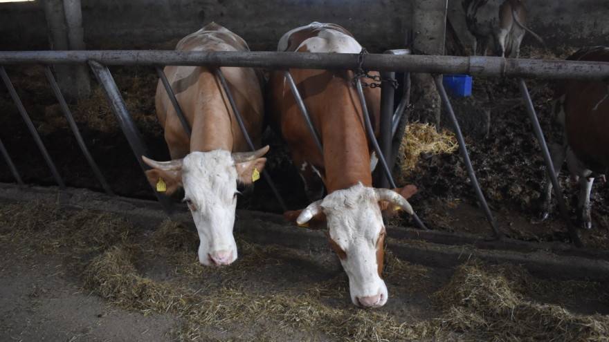 Europska komisija odobrila: Sektoru stočarstva dodatnih 220 milijuna kuna potpora