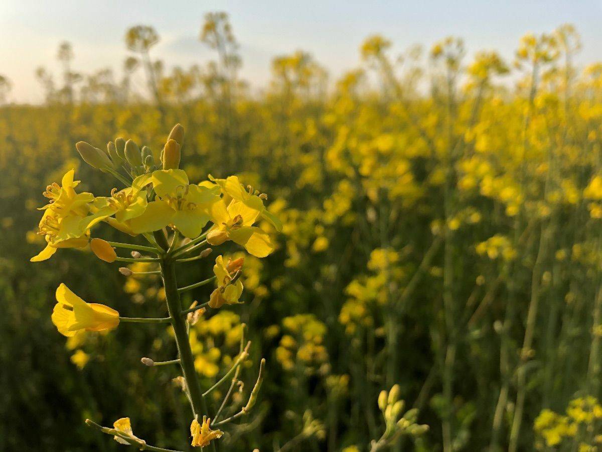 U Hrvatskoj drastično pala proizvodnja uljane repice