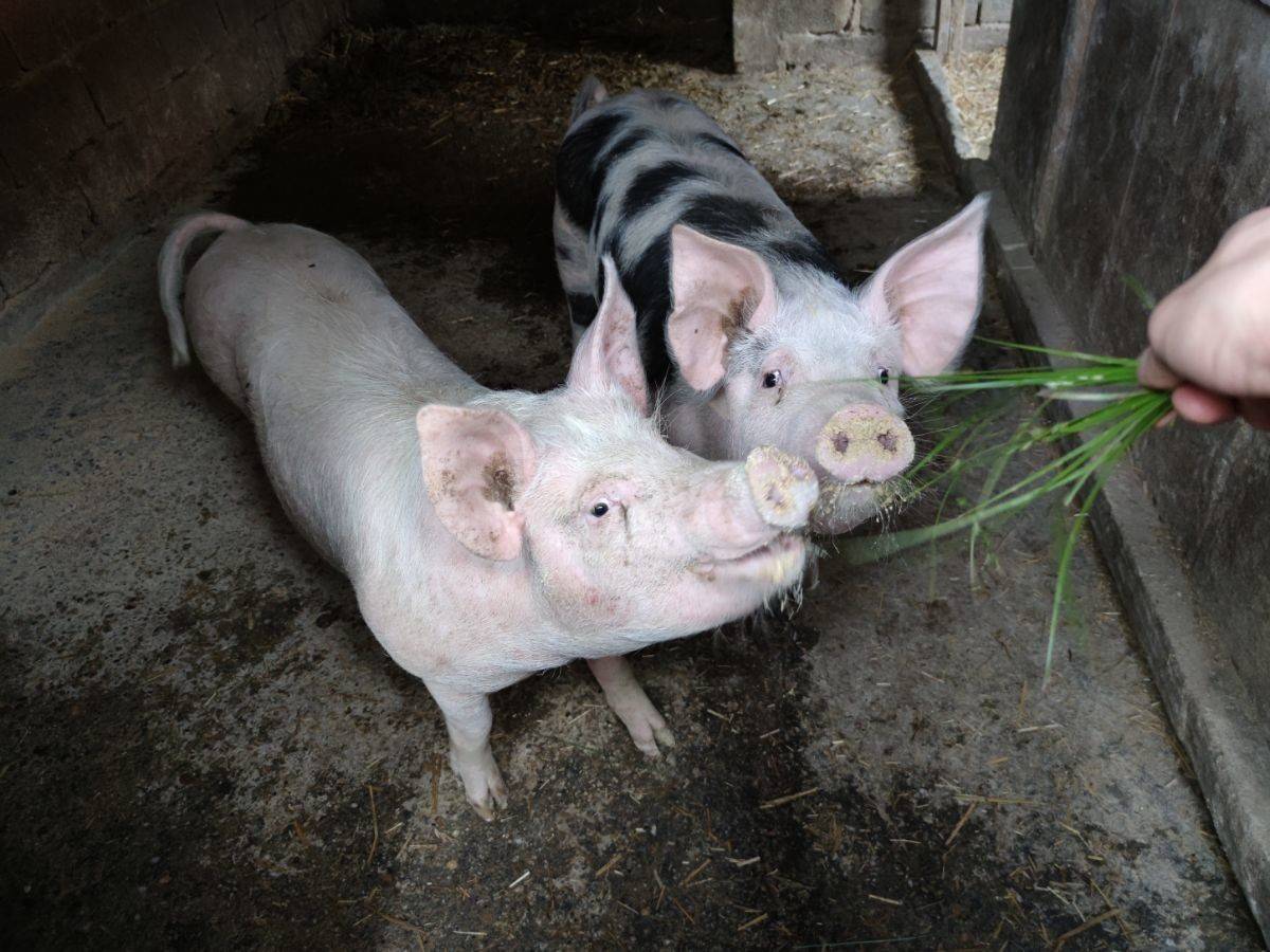 Što će biti s hrvatskim svinjogojstvom ako se zabrani kastracija?