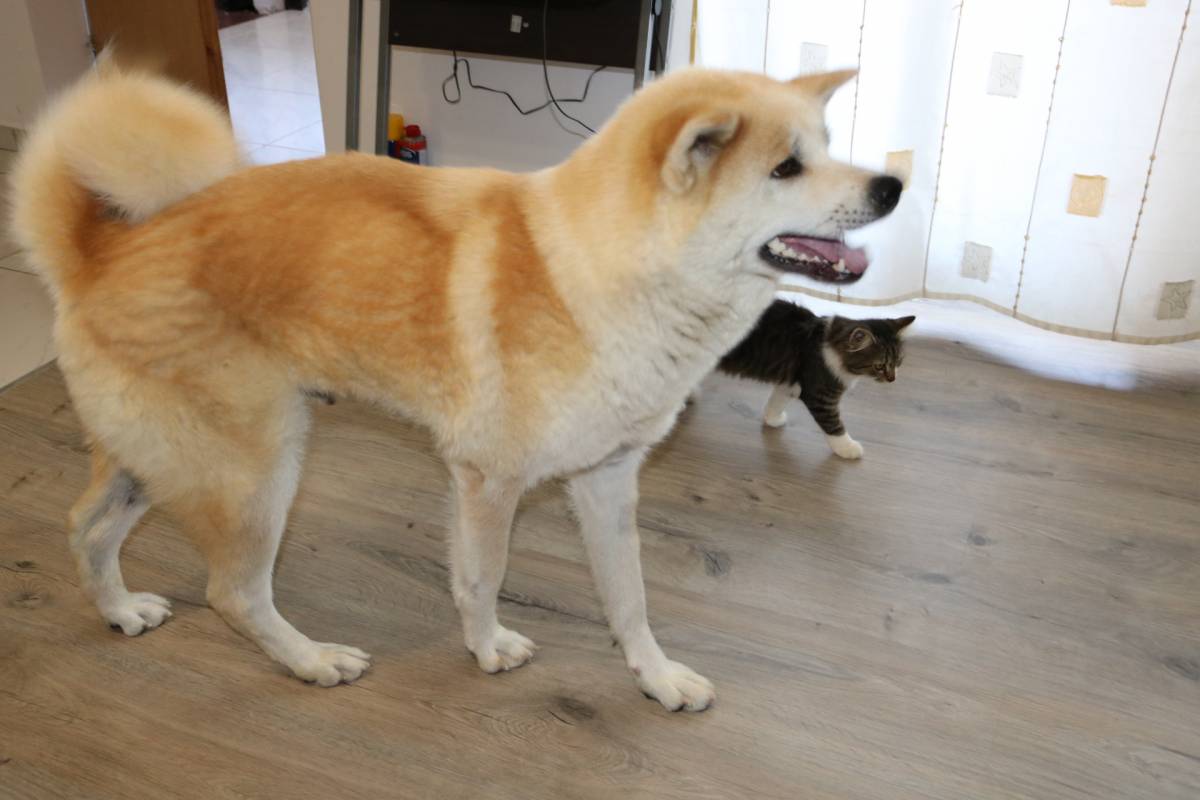 MLADI PAKRAČKI PAR UZGAJA JAPANSKE PSE Danas uzgajamo Akite, u budućnosti želimo otvoriti hotel za pse!