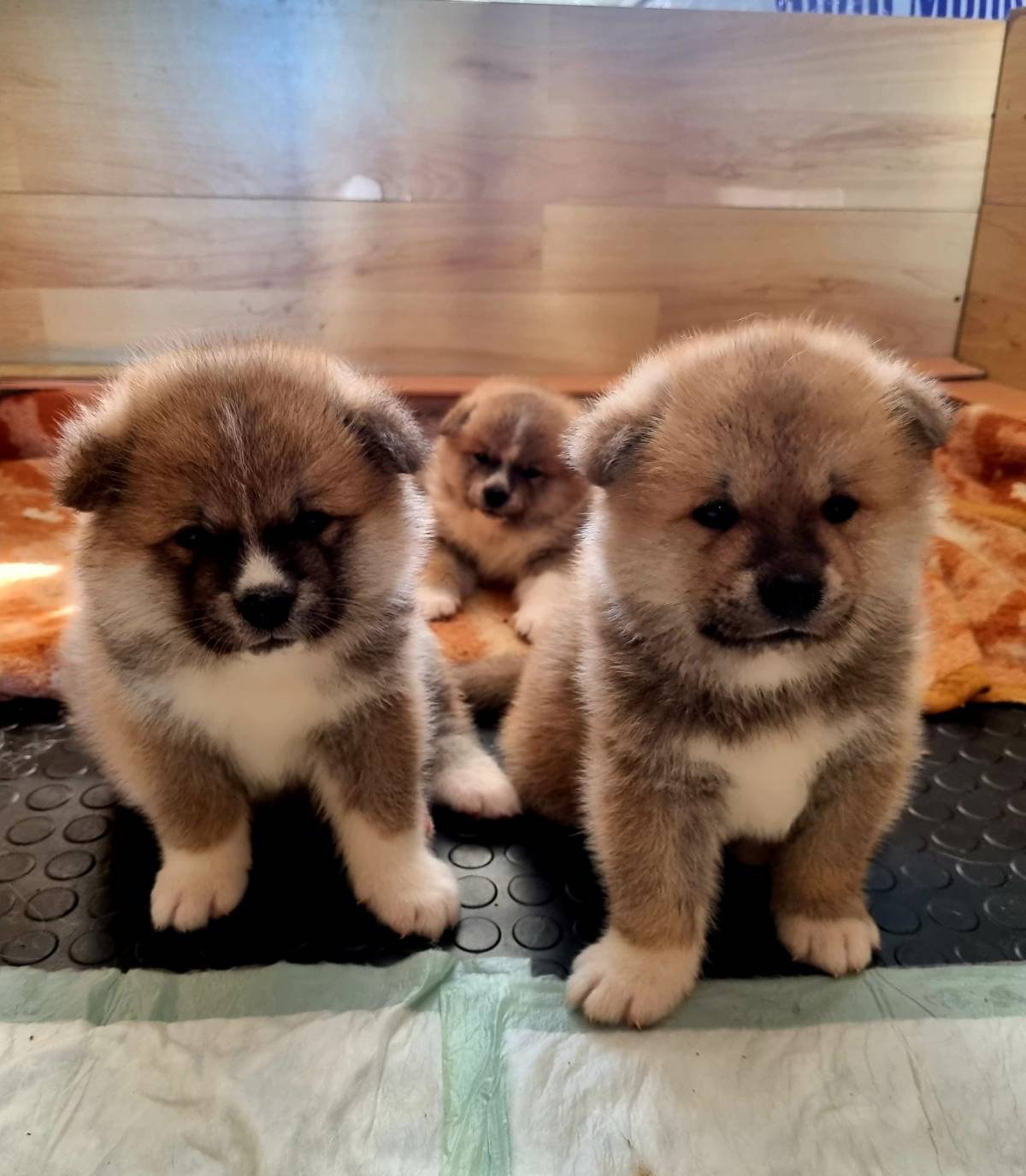 MLADI PAKRAČKI PAR UZGAJA JAPANSKE PSE Danas uzgajamo Akite, u budućnosti želimo otvoriti hotel za pse!