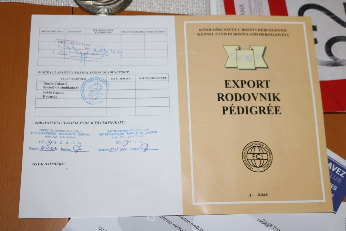 MLADI PAKRAČKI PAR UZGAJA JAPANSKE PSE Danas uzgajamo Akite, u budućnosti želimo otvoriti hotel za pse!