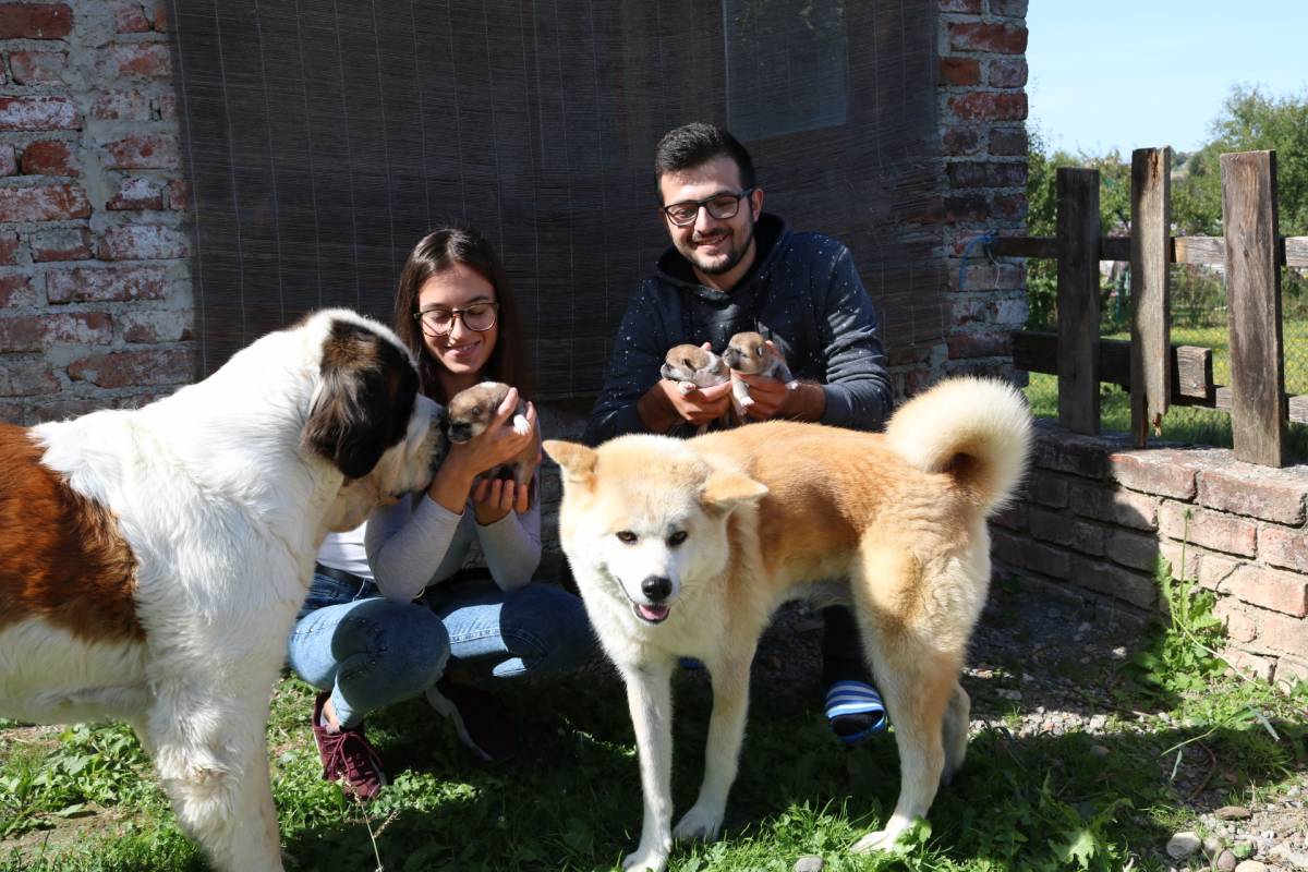MLADI PAKRAČKI PAR UZGAJA JAPANSKE PSE Danas uzgajamo Akite, u budućnosti želimo otvoriti hotel za pse!