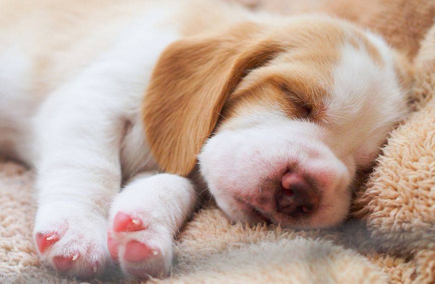 Ovo je 20 najpopularnijih imena za pse na svijetu