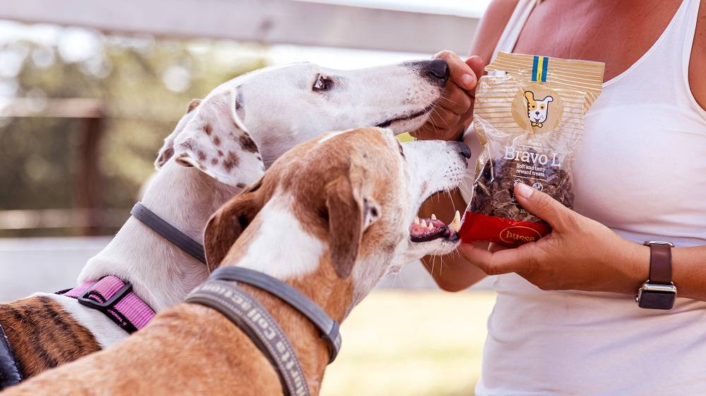 Husse otkriva:  10 savjeta za brigu o starijim psima