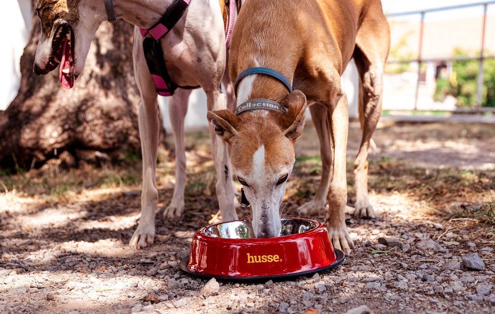 Husse otkriva:  10 savjeta za brigu o starijim psima