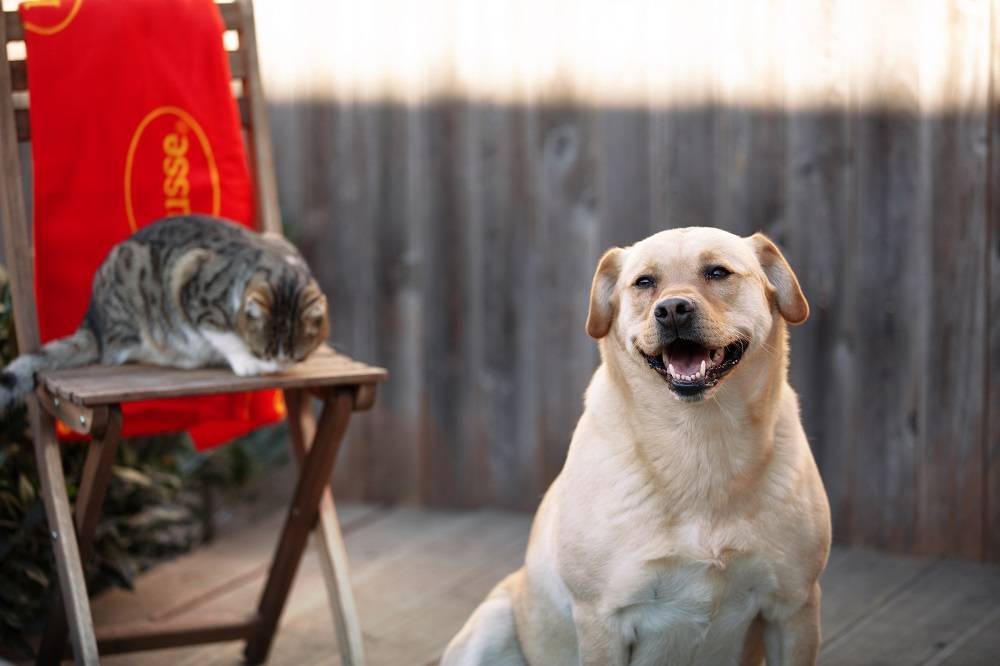 Husse otkriva:  10 savjeta za brigu o starijim psima