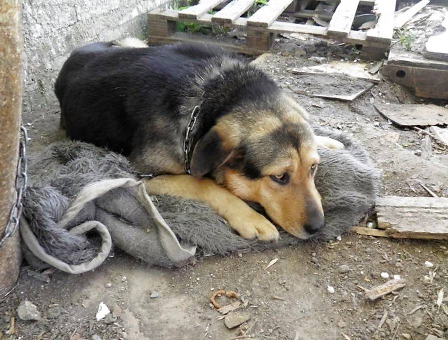 STIŽE IZMJENA ZAKONA: Bliži se početak kraja držanju pasa na lancu