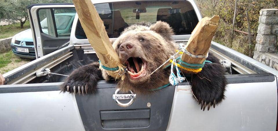 Međunarodni dan protiv lova: Na Krku mrtvog medvjeda vozili u prtljažniku!