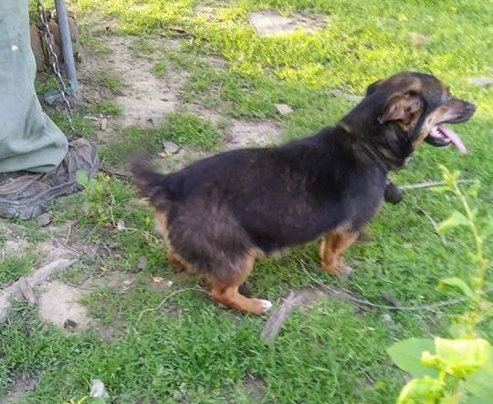 Ove dvije kujice su našle svoj novi dom, ali trebaju pomoć kako bi došle do njega!