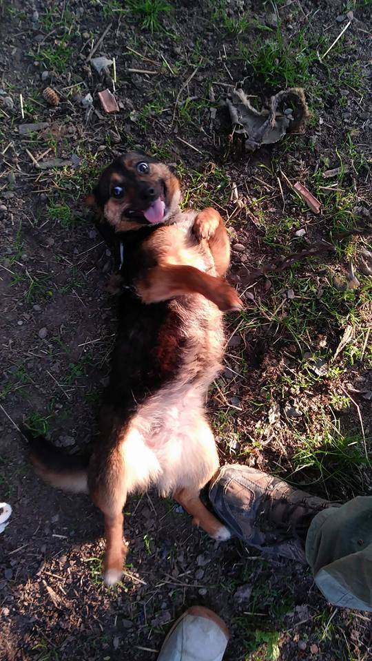 Ove dvije kujice su našle svoj novi dom, ali trebaju pomoć kako bi došle do njega!