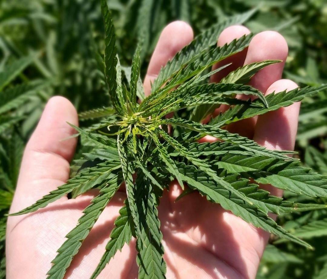 Zvonimir na svojoj djedovini uzgaja konoplju i od nje pravi ulje: ʼʼPrva reakcija Slavonaca je bila skeptična, čak su znali kopati po zemlji da se uvjereʼʼ