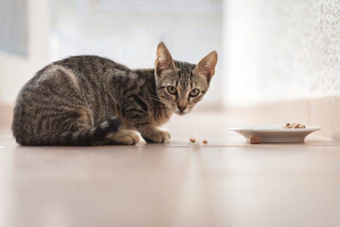 Husse savjetuje: Hranidba mačaka nakon sterilizacije