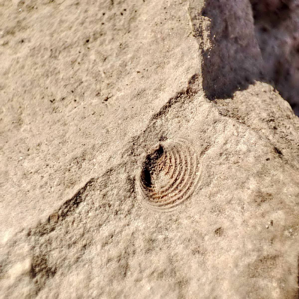 Planinarsko-edukativni izlet ʼʼGojzericaʼʼ i ʼʼPegazaʼʼ na Rudine