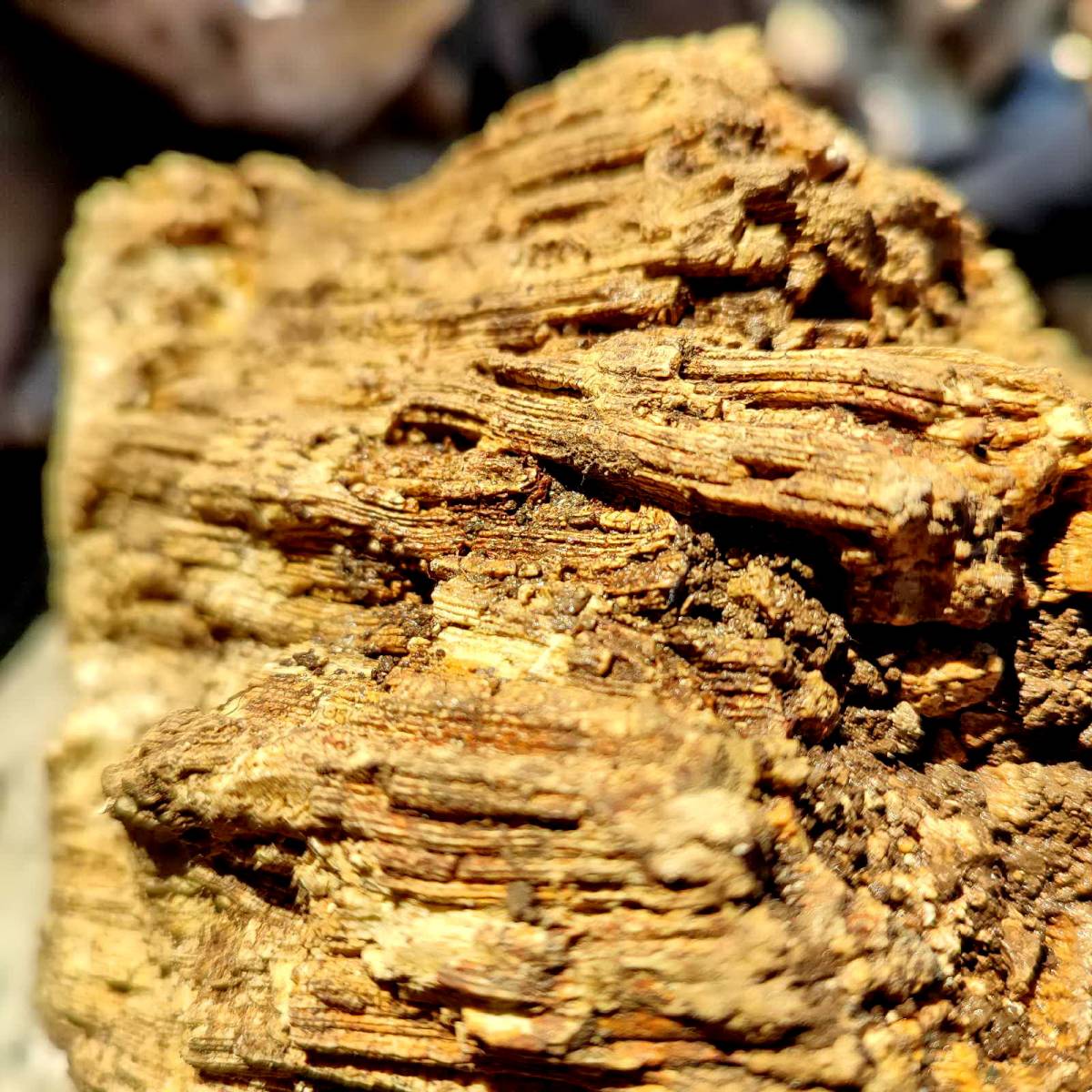 Planinarsko-edukativni izlet ʼʼGojzericaʼʼ i ʼʼPegazaʼʼ na Rudine