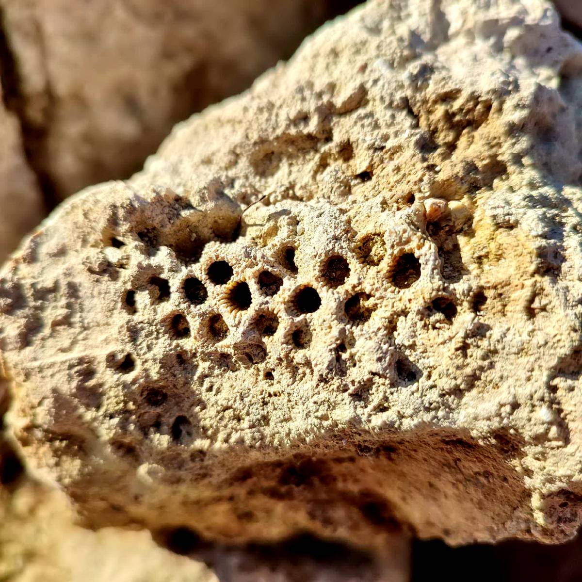 Planinarsko-edukativni izlet ʼʼGojzericaʼʼ i ʼʼPegazaʼʼ na Rudine