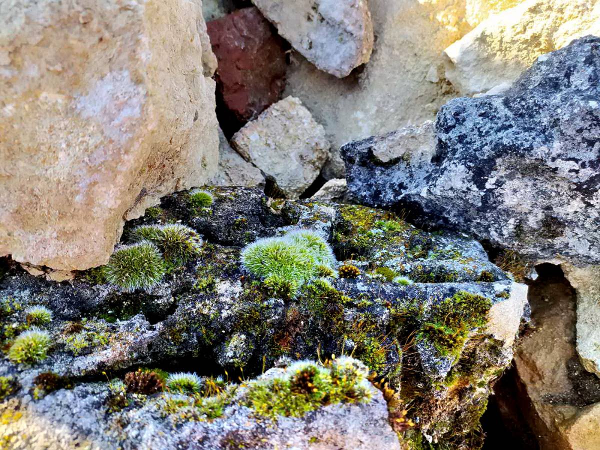 Planinarsko-edukativni izlet ʼʼGojzericaʼʼ i ʼʼPegazaʼʼ na Rudine